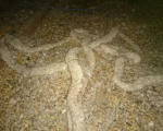 Asbestos Rope